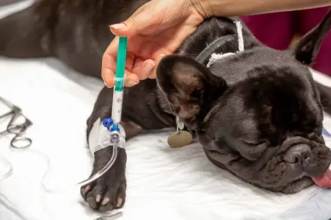 Un bulldog francés recibe fluidos intravenosos, mostrando posibles efectos secundarios después de la anestesia en perros.