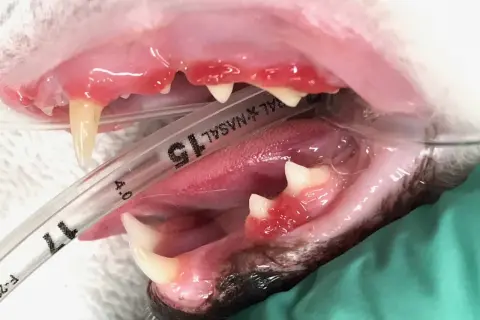 Boca de gato con encías inflamadas y dientes amarillentos. La gingivitis en gatos es mortal si no se trata.