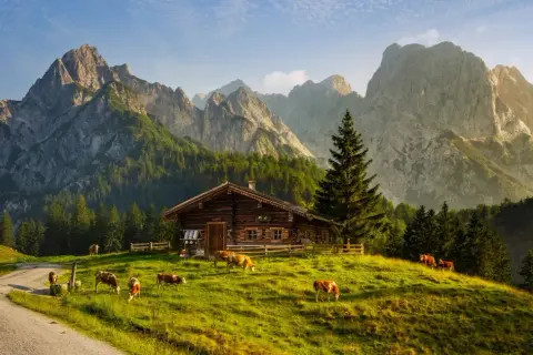 Holzhütte mit Kühen auf einer Alm, umgeben von majestätischen Alpen. Ein idyllischer Ort für einen Alpen Urlaub.