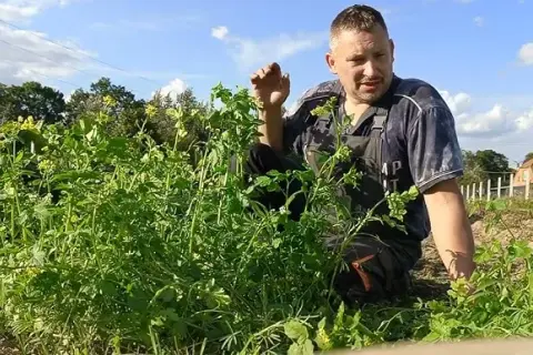 Jak siać gorczycę na działce - proste kroki, które zaskoczą efektem