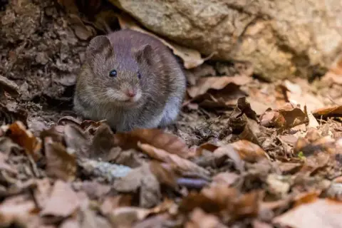 Jak myszy wchodzą na strych i jak zapobiec ich obecności w domu
