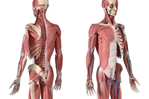 Vue antérieure et postérieure d'un corps humain, montrant les muscles, y compris le muscle ilio-costal, et les vaisseaux sanguins.