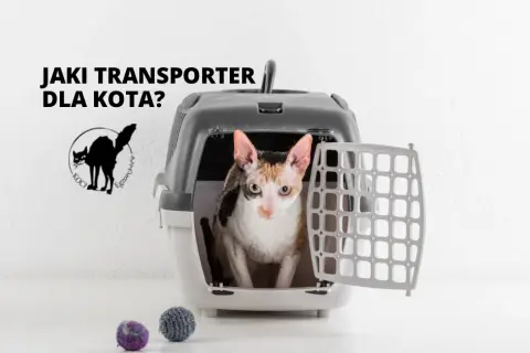 Czarny transporter dla kota: Jaki wybrać? Poradnik 2024