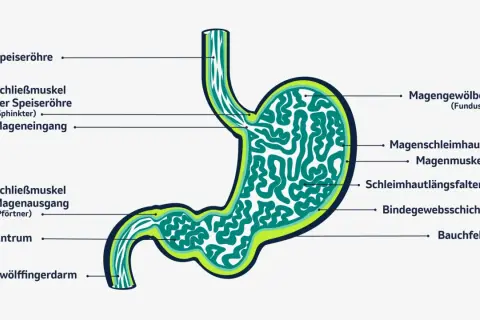 Anatomie des Magens mit Beschriftungen. Das Verständnis der Magenstruktur kann bei der Erkennung von magenkrebs symptomen helfen.