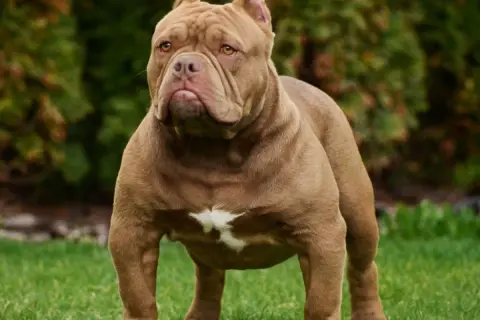 Potężny american bully xxl o brązowej sierści stoi na trawie, z dumą prezentując swoją muskularną sylwetkę.