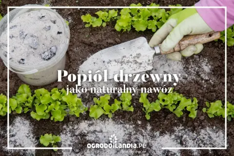 Czy popiół to dobry nawóz? Sprawdź, jak może zaszkodzić roślinom