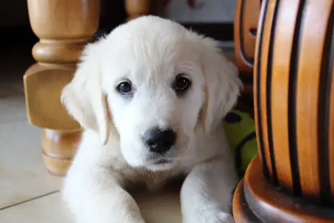 Adorable chiot blanc, curieux de savoir à quel âge un chiot est propre. Il regarde la caméra, caché derrière des meubles en bois.