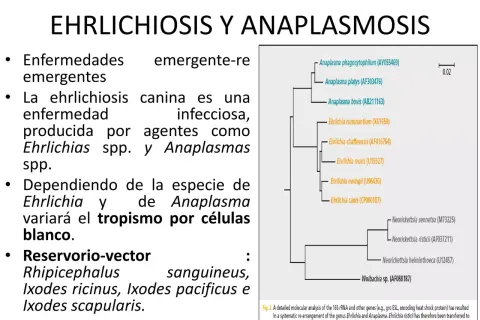 Árbol filogenético que muestra la relación entre Ehrlichia y Anaplasma, patógenos que causan anaplasmosis en perros.