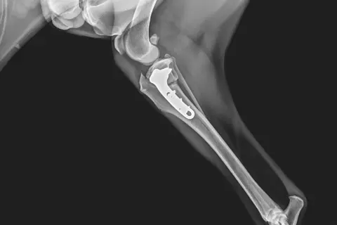Radiografía de rodilla de perro con placa y tornillos para reparar el ligamento cruzado. ¿Operar o no?