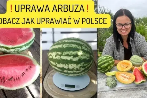 Uprawa arbuzów w gruncie: Poradnik krok po kroku do własnych owoców