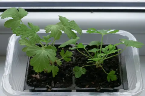 Młode sadzonki pelargonii w plastikowej osłonce. Warto pamiętać o geranium przeciwwskazania, np. dla alergików.