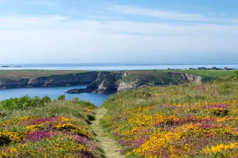 Sentier fleuri menant à la Pointe du Raz, avec falaises et mer bleue.