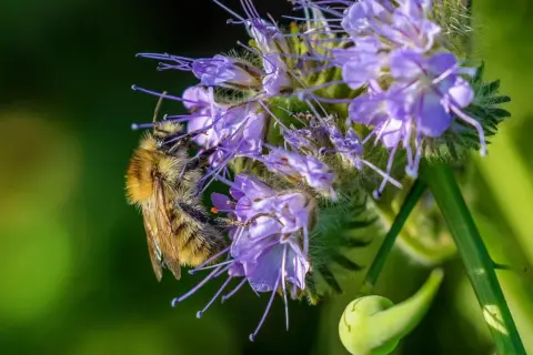 Eine Biene sammelt Nektar auf einer Phacelia-Blüte. Die Phacelia-Aussaat ist ein Paradies für Insekten.