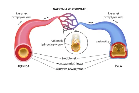 Schemat naczyń krwionośnych: tętnica, naczynia włosowate i żyła. Naczynia włosowate, co rozszerza naczynia krwionośne, łączą je.