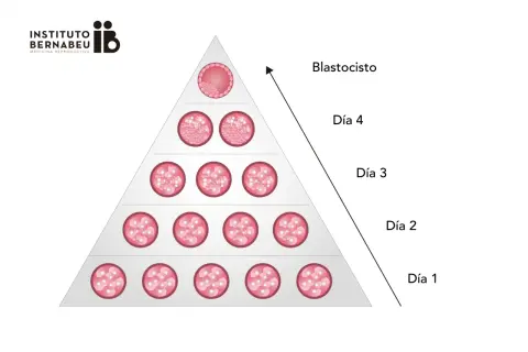 Pirámide de desarrollo embrionario: día 1 (mórula) a blastocisto. Ilustra el porcentaje de embarazo de embriones tipo A.