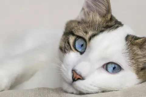 Un gatto bianco e marrone con incredibili **ojos azules** riposa su una superficie chiara.