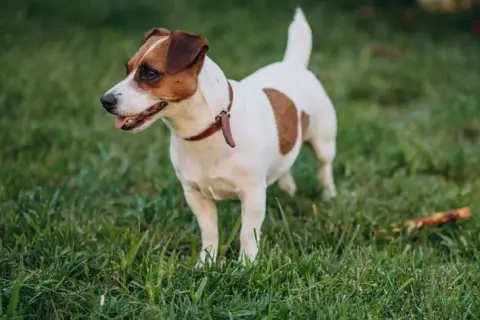 Jak wytresować jack russell terrier: skuteczne metody i porady