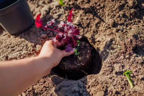 Dłoń sadzi czerwoną żurawkę do ziemi. Idealny czas, kiedy sadzić żurawki, to wiosna lub jesień.
