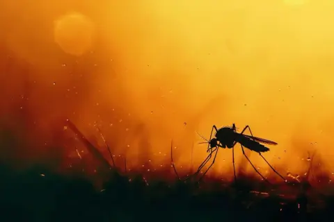 Ciemny komar na tle pomarańczowego nieba. Czas pomyśleć, co na komary w domu, zanim zaczną kąsać.