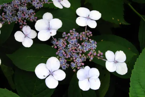 Fiori bianchi e delicati di hydrangea serrata, con piccoli boccioli rosa e blu al centro, su uno sfondo di foglie verdi.