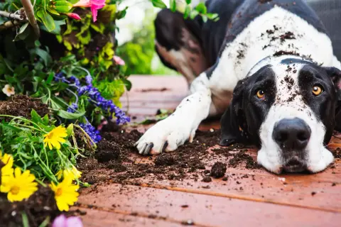 A black and white dog, covered in dirt, lies near a planter with yellow and purple flowers. Perhaps he was investigating why do dogs eat dirt.