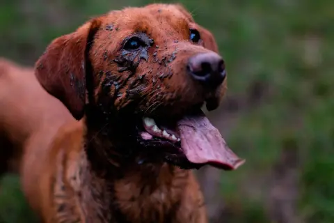 A muddy, brown dog with its tongue hanging out looks happy after a romp. This feral dog seems to have had a great time playing in the dirt.
