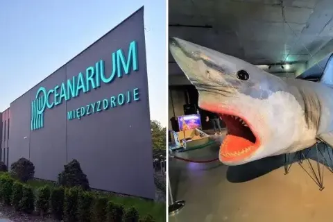 Shark Bar Oceanarium Międzyzdroje: Czy warto zjeść z rekinami?