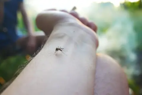 Co na komary w ogrodzie: 8 skutecznych metod ochrony