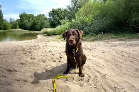 Brauner Hund mit gelber Leine sitzt am Sandstrand eines Sees. Ein schöner Tag für Berlin mit Hund.