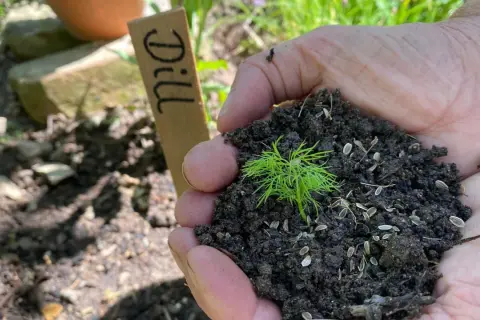 Hände halten Erde mit einem jungen Dill-Lichtkeimer und Samen. Ein Holzschild mit "Dill" steht daneben.