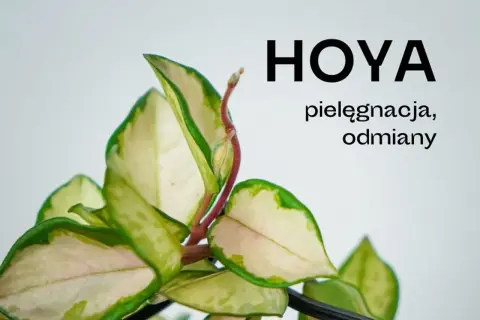 Piękne liście hoya, poznaj jej odmiany i sekrety pielęgnacji.