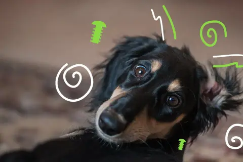 Un perro hiperactivo con ojos curiosos, rodeado de garabatos verdes y blancos.