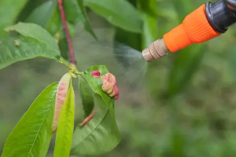 Opryskiwanie drzewka owocowego w lutym, by zapobiec chorobom. Pielęgnacja drzewka to klucz do obfitych plonów.
