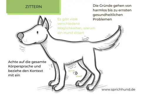 Ein Hund hebt die Pfote und zittert. Es gibt viele Gründe, warum ein Hund zittert, von harmlos bis ernst.
