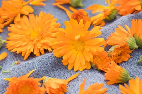 Leuchtend orange Ringelblumen liegen auf einem grauen Stoff. Der ideale Ringelblume Standort ist sonnig.