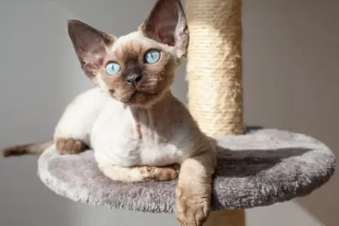 Adopcja Devon Rex: Jak uniknąć wysokich kosztów i znaleźć idealnego kota