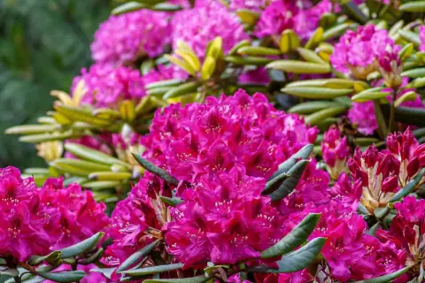Rododendrony: Jaka gleba? Przepis na bujne kwitnienie!