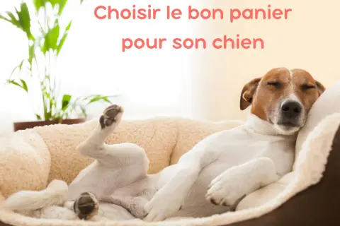 Un chien dort paisiblement dans un panier chien tout doux, les pattes en l'air. Le confort est essentiel pour un sommeil réparateur.