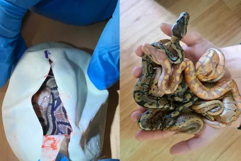Niebieski pyton królewski wykluwa się z jaja, a obok mała gromadka tych gadów w dłoni.