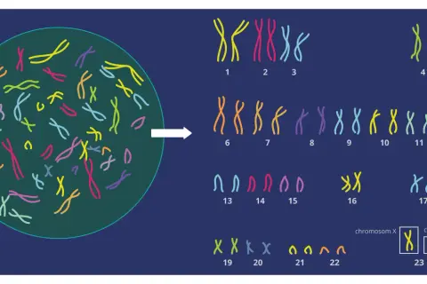 Ilustracja pokazuje, ile chromosomów ma człowiek: 23 pary, czyli łącznie 46.