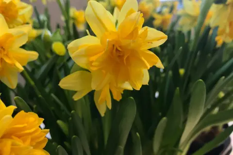 Gula påskliljor i en närbild, en blomma i fokus som en intim tete a tete med betraktaren.