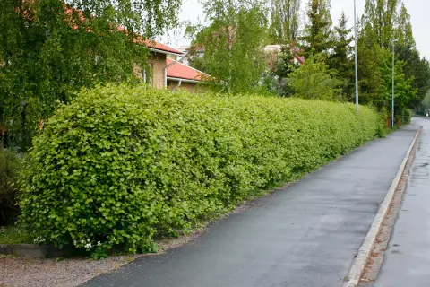 En tät, grön häck av amerikansk hagtorn kantas av en trottoar och ett hus med tegelfasad.