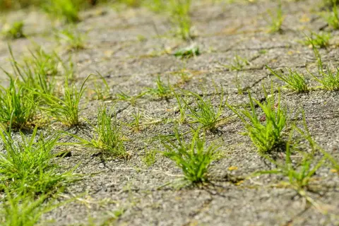 Trawa wyrasta między kostkami brukowymi. Dowiedz się, jak usunąć trawę z kostki brukowej domowym sposobem, by odzyskać estetykę podjazdu.
