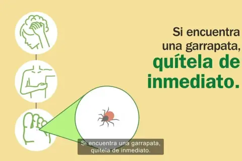 Cómo quitar garrapatas de forma segura y efectiva sin riesgos