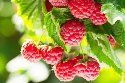 Gros plan sur des framboises rouges mûres sur une branche, prêtes à être cueillies. Un délice à planter framboisier.