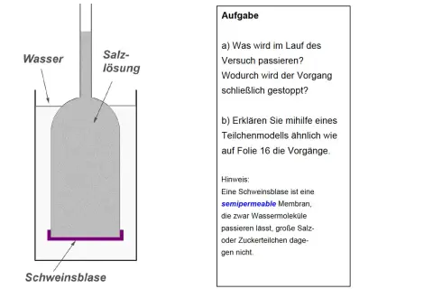 Versuch zur Osmose: Wassermoleküle wandern durch eine semipermeable Schweinsblase in die Salzlösung, bis der Druck ausgeglichen ist.