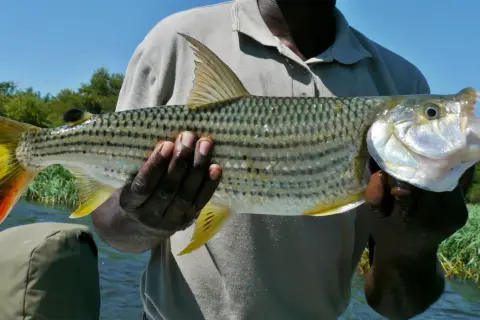 Ein Mann hält einen beeindruckenden Tigerfisch aus Afrika. Seine scharfen Zähne und die leuchtend rote Schwanzflosse sind gut sichtbar.