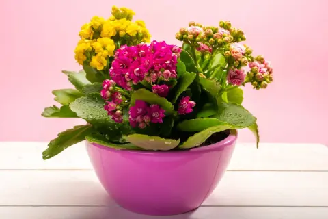 Kalanchoe jak dbać? Kolorowe kwiaty w doniczce, zroszone kropelkami wody, na różowym tle.
