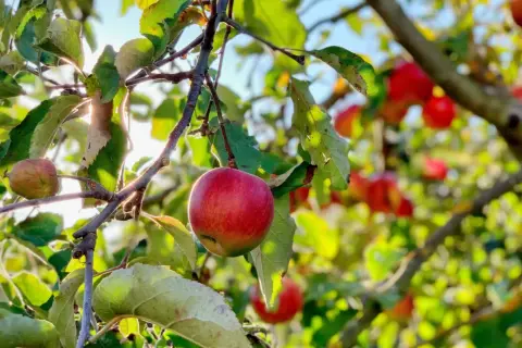 Czerwone jabłka dojrzewają na gałęziach, pokazując naturalne odmiany jabłoni bez oprysków. Słońce przebija się przez liście.