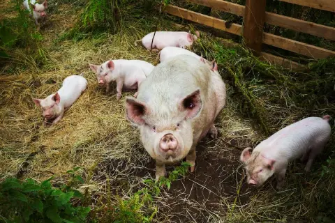 Duża świnia z kilkoma prosiakami na słomie. Trudno ocenić, ile świnia jest w ciąży, ale widać, że jest matką.